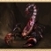*scorpion* wird 46
